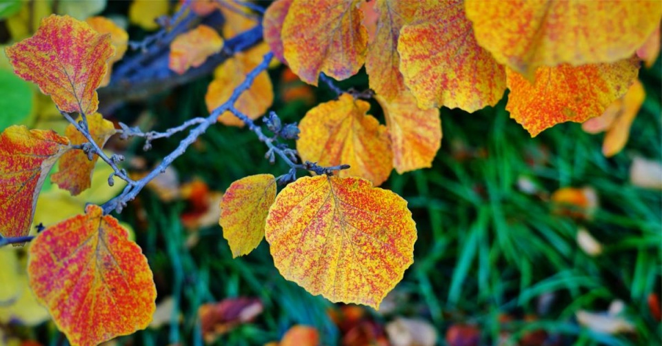 Vilín (Hamamelis)