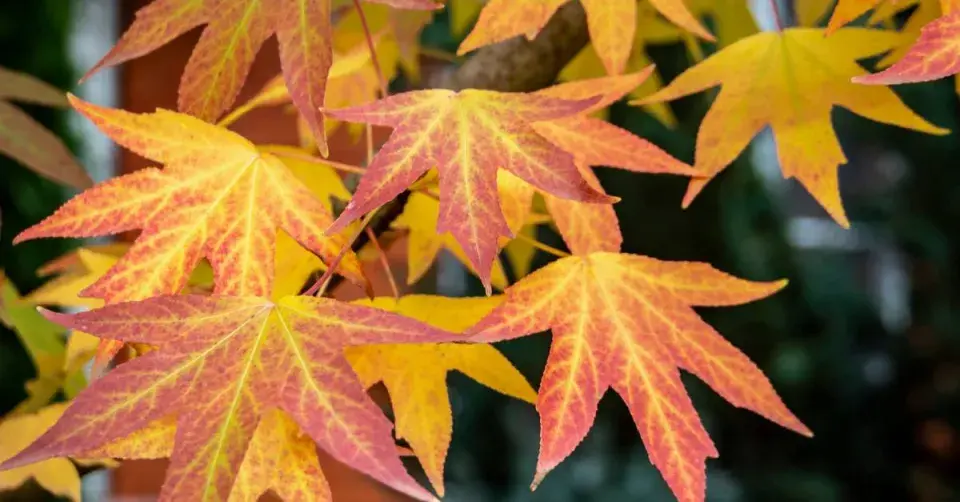 Ambroň západní (Liquidambar styraciflua)