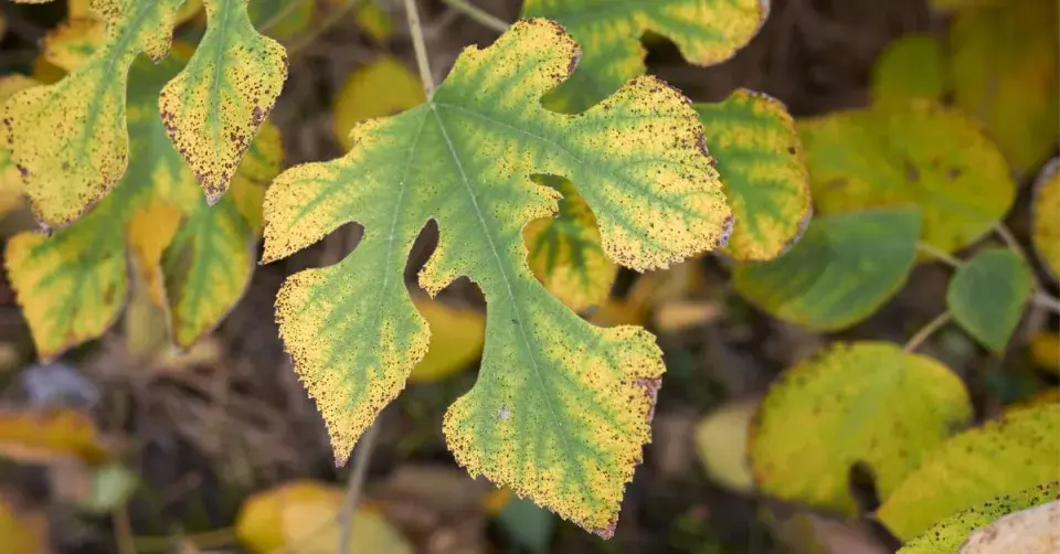 Papírovník čínský (Broussonetia papyrifera)