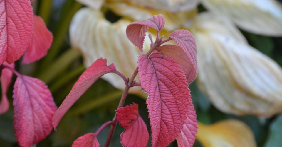 Kalina řasnatá (Viburnum plicatum) ‘Mariesii’