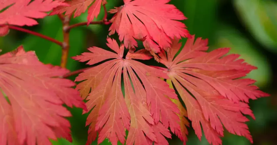 Javor japonský (Acer japonicum) ‘Aconitifolium‘