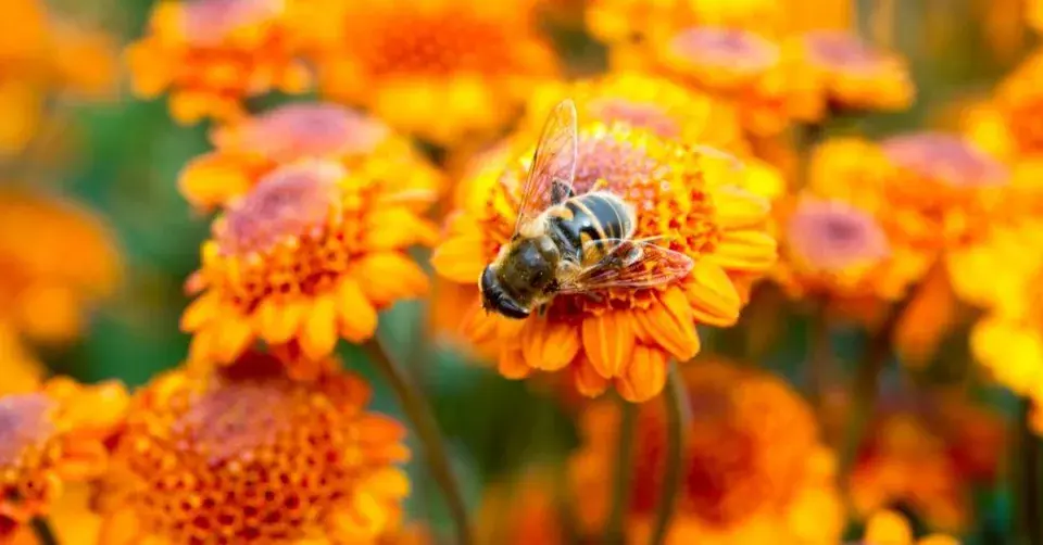 Včela na listopadce