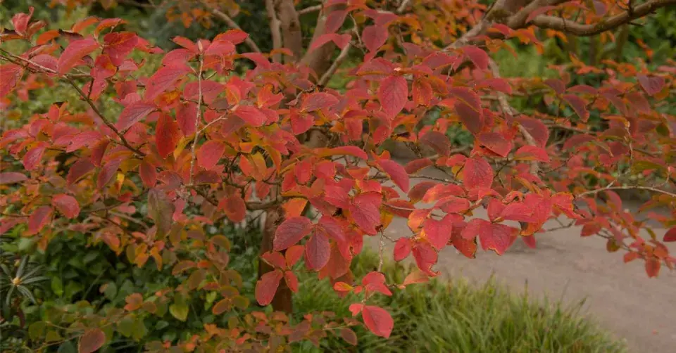 Stevarcie kaméliovitá (Stewartia pseudocamellia) 