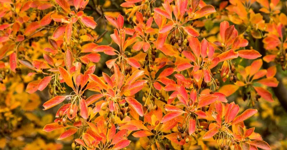 Datyně zvonkovitá (Enkianthus campanulatus)
