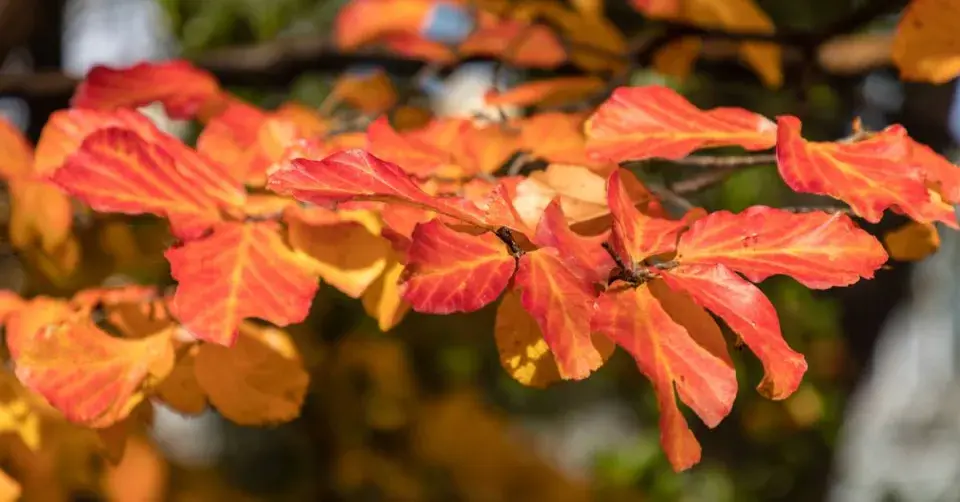 Parocie perská (Parrotia persica)