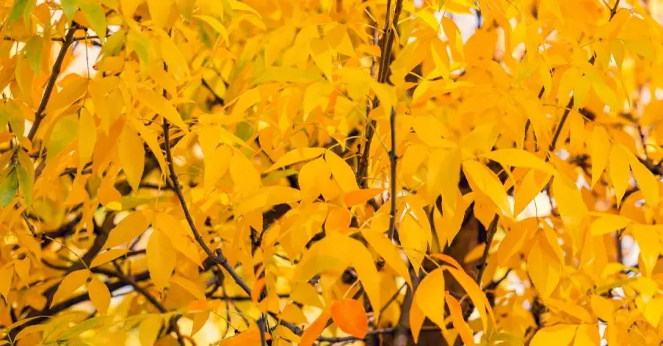 Jasan ztepilý (Fraxinus excelsior)