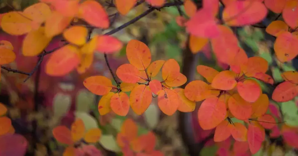 Ruj vlasatá (Cotinus coggygria)