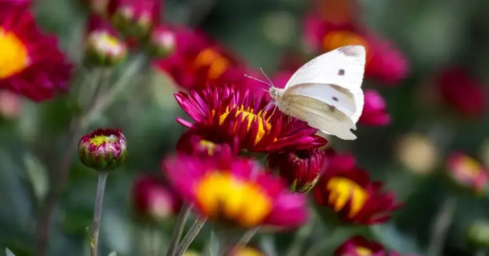 Motýl na listopadce