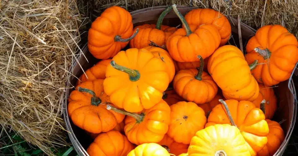 Dýně ‘Jack be Little’