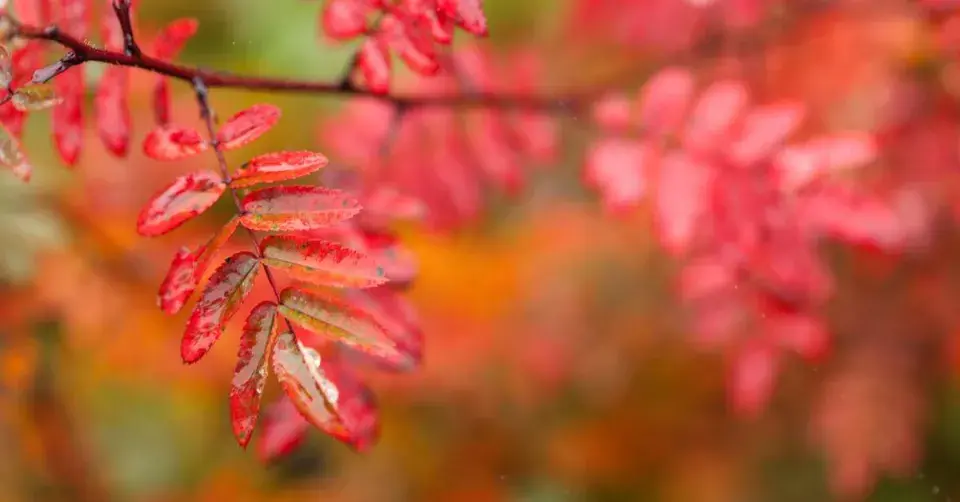 Jeřáb ptačí (Sorbus aucuparia)