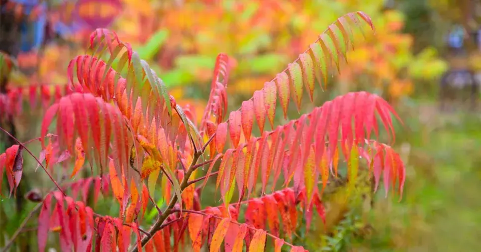 Škumpa ocetná (Rhus typhina)