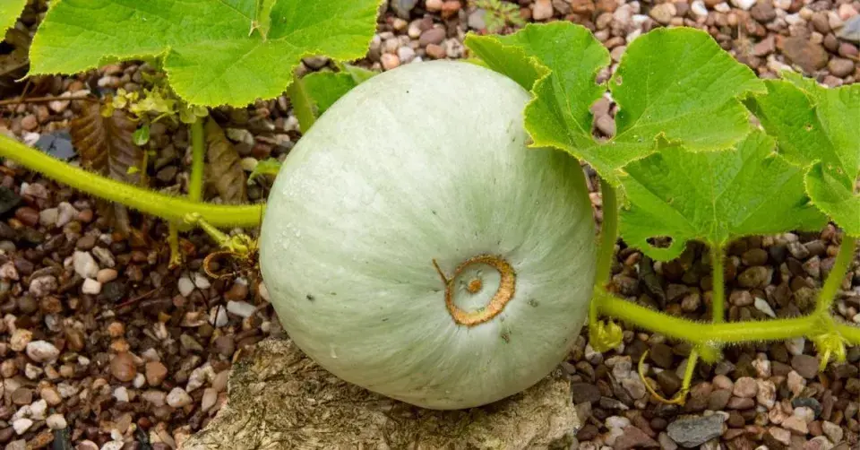 Dýně ’Crown Prince’