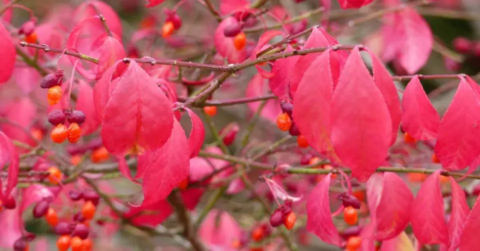 Brslen křídlatý (Euonymus alatus) 