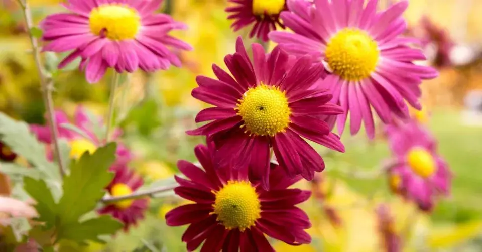 Listopadka ’Oury’