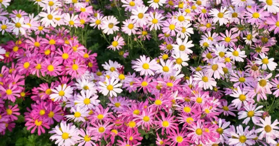 Listopadka ’Clara Curtis’