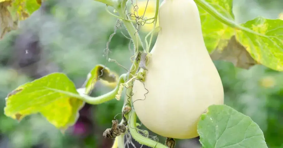 Dýně ’Butternut’