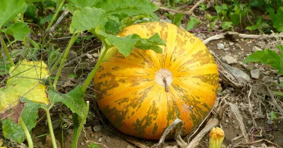 Dýně olejová štýrská