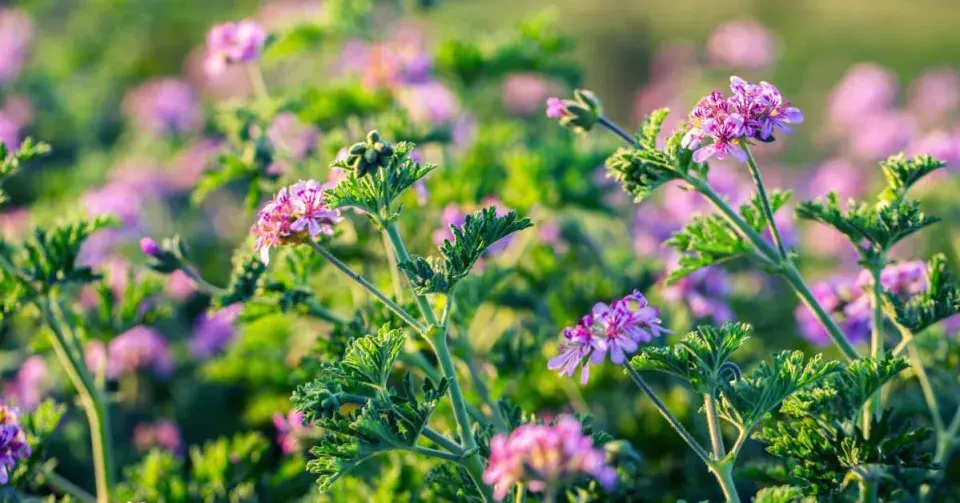 Muškát vonný (Pelargonium graveolens)
