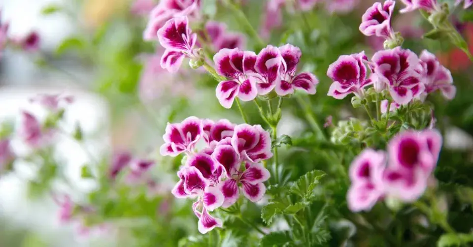 Andělské pelargonie (Angel Eyes)