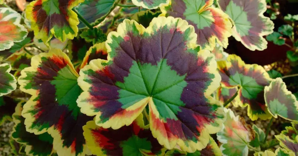 Listy pelargonie ’Mrs Pollock’
