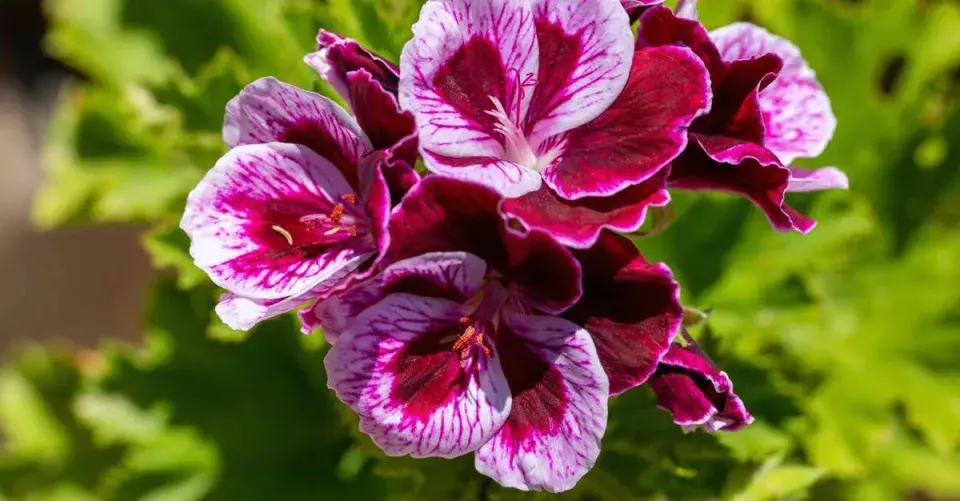 Muškát Angel Eyes ’Bicolor’