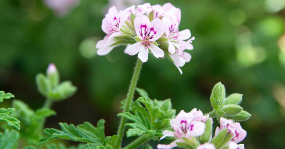 Pelargonie ’Lady Plymouth’