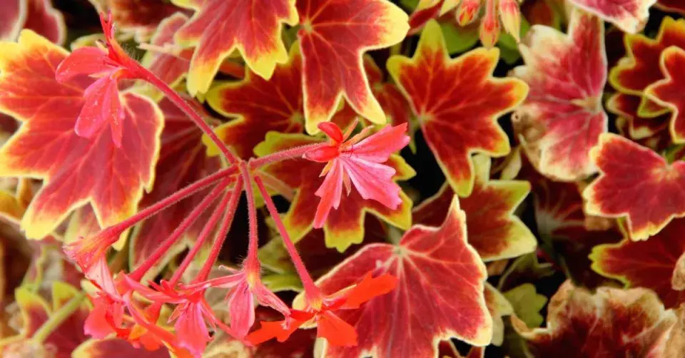 Listy pelargonie ’Vancouver Centenial’