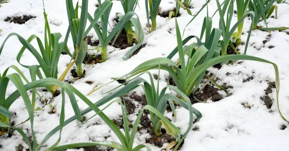 Pórek (Allium porrum)