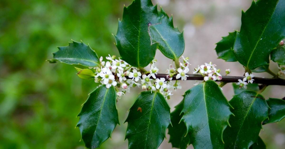 Cesmína ostrolistá (Ilex aquifolium)