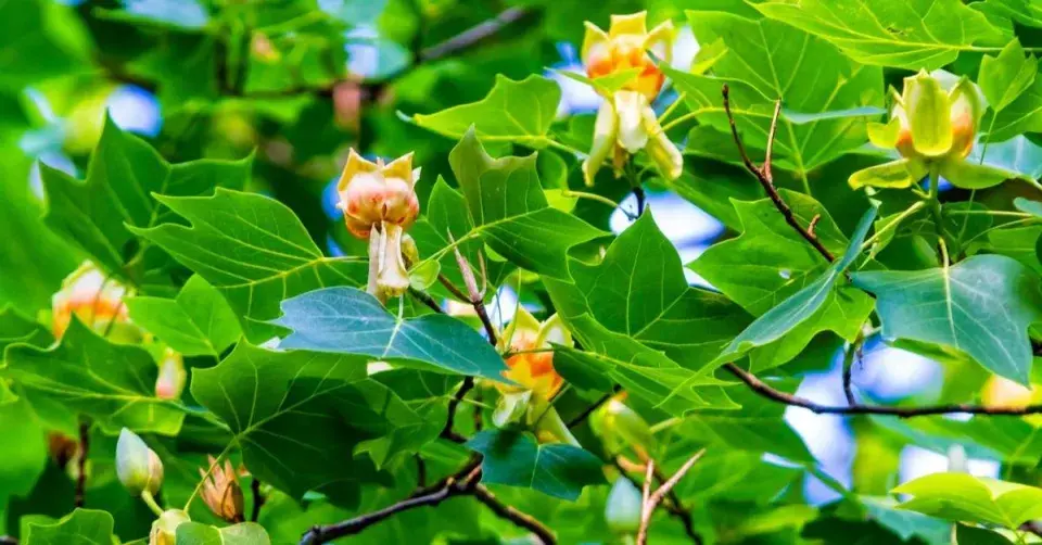 Liliovník tulipánokvětý (Liriodendron tulipifera)