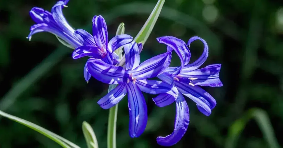 Ixiolirion tatarské (Ixiolirion tataricum)