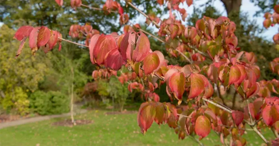 Dřín japonský (Cornus kousa var. chinensis)