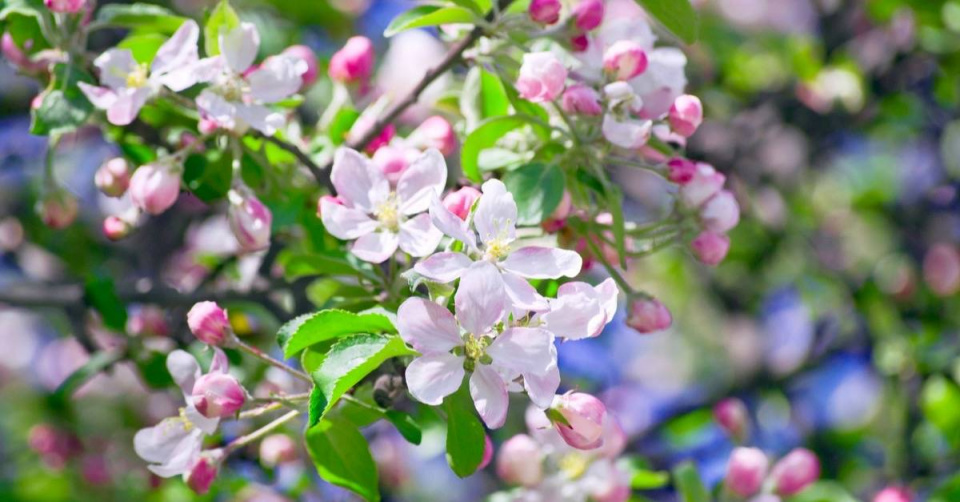 Květy plané jabloně (Malus)