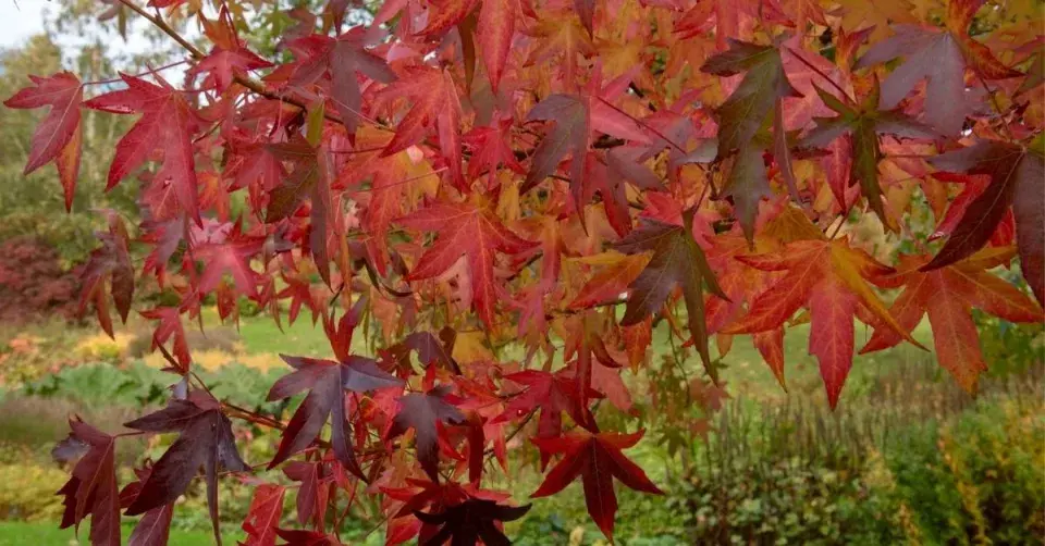 Ambroň západní (Liquidambar styraciflua) ‘Worplesdon‘