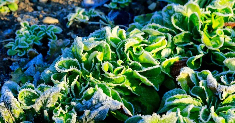 Polníček (Valerianella locusta)