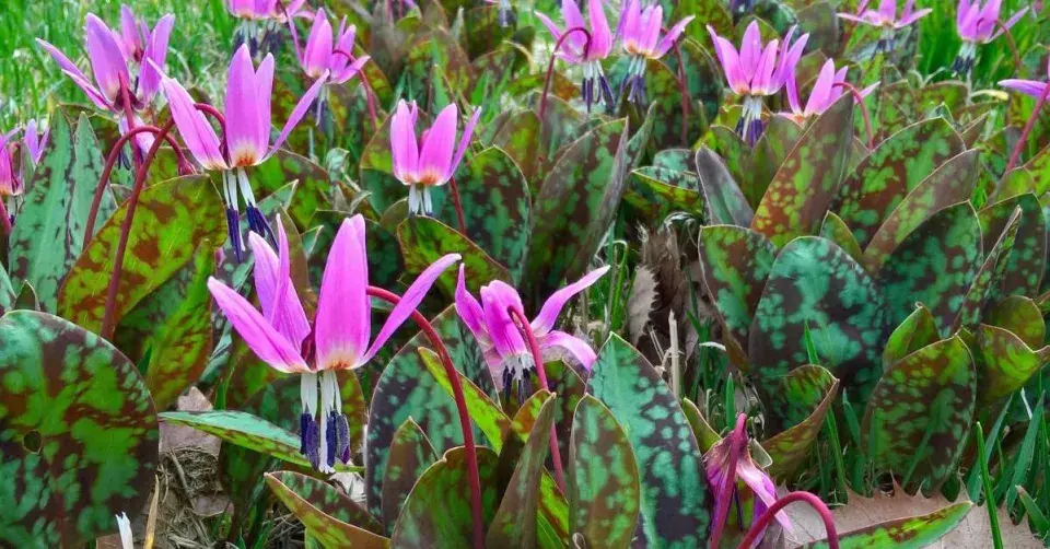 Kandík (Erythronium) ’Purple King’