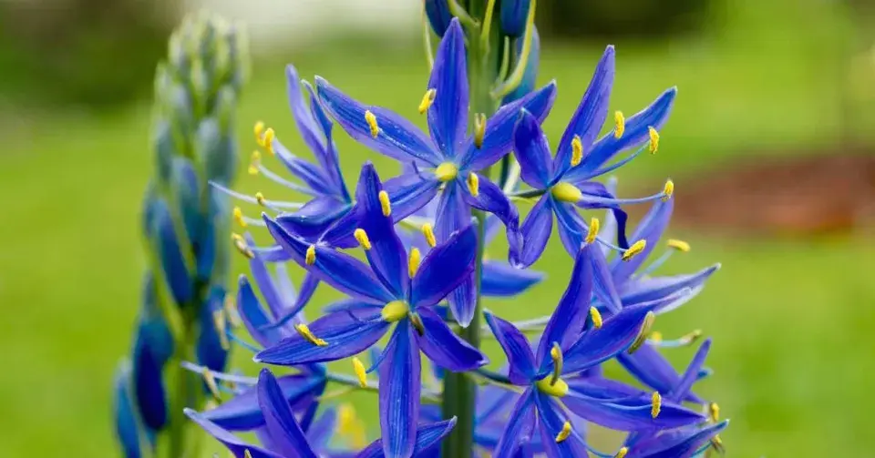 Ladoník Leichtlinův (Camassia leichtlinii)