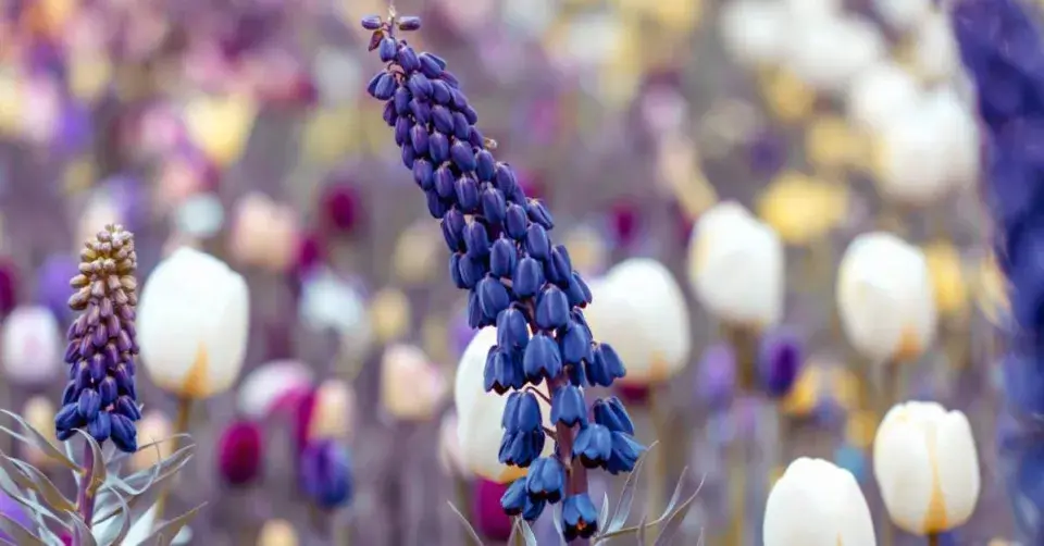 Řebčík perský (Fritillaria persica)