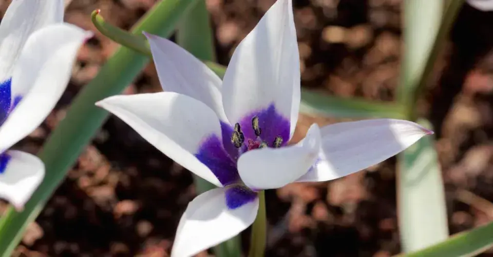 Tulipán nízký (Tulipa humilis) ’Albocaerulea’ 