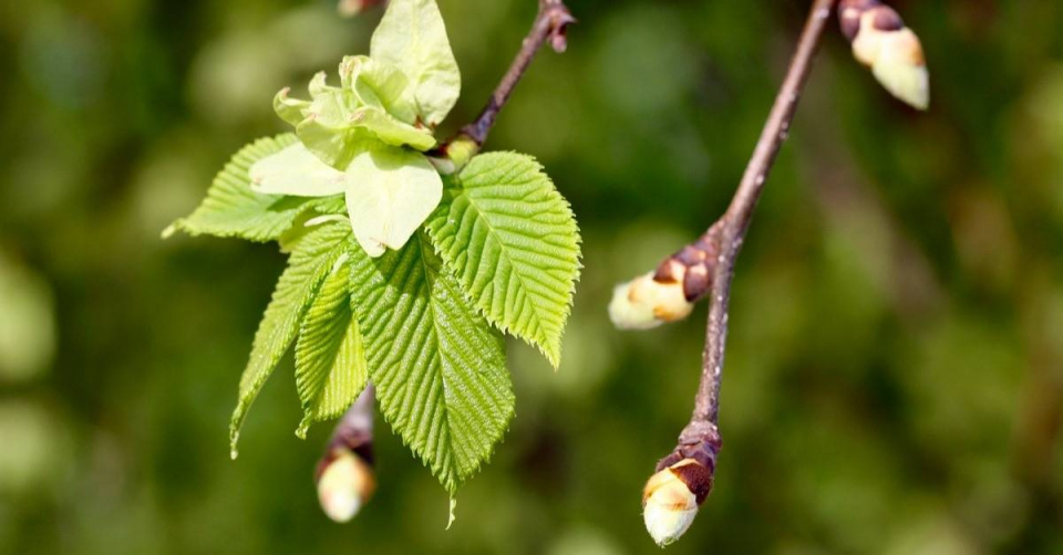 Jilm (Ulmus)