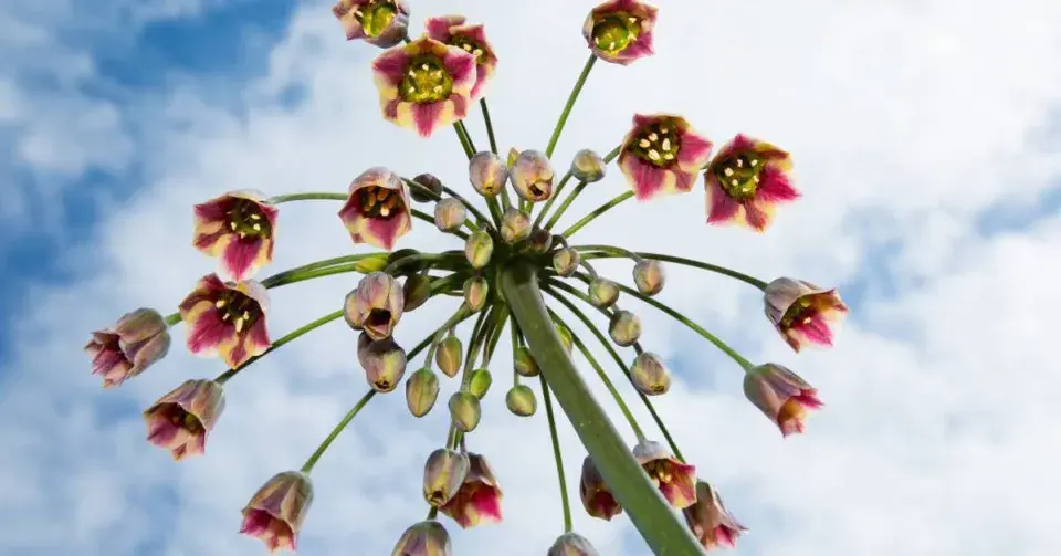 Nectaroscordum tripedale