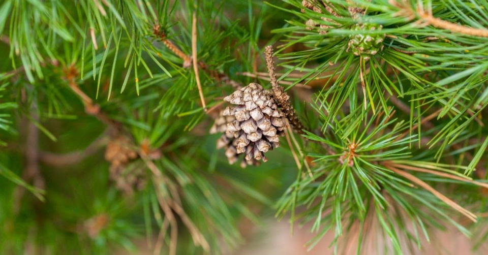 Borovice (Pinus)