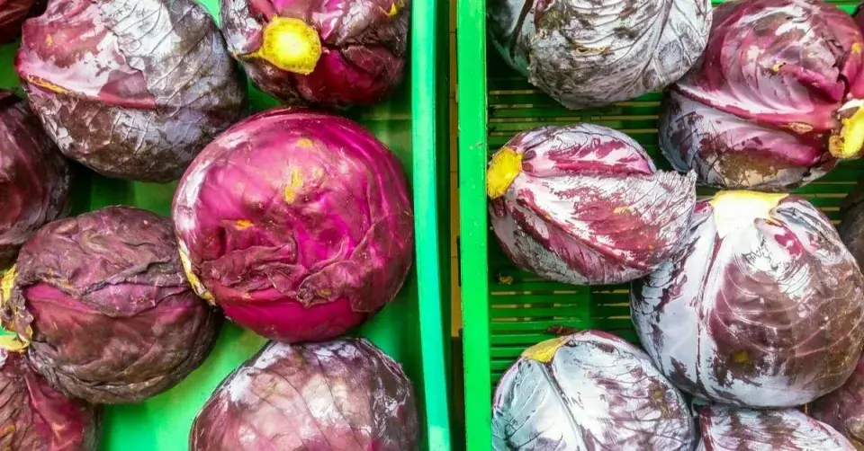 Zelí (Brassica oleracea var. capitata)