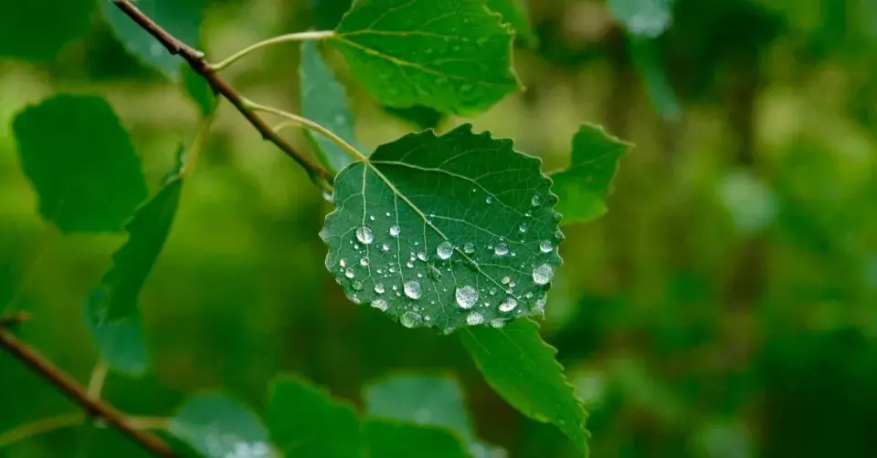 Topol osika (Populus tremula)
