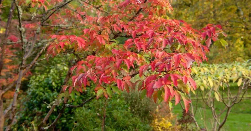 Javor šedý (Acer griseum)