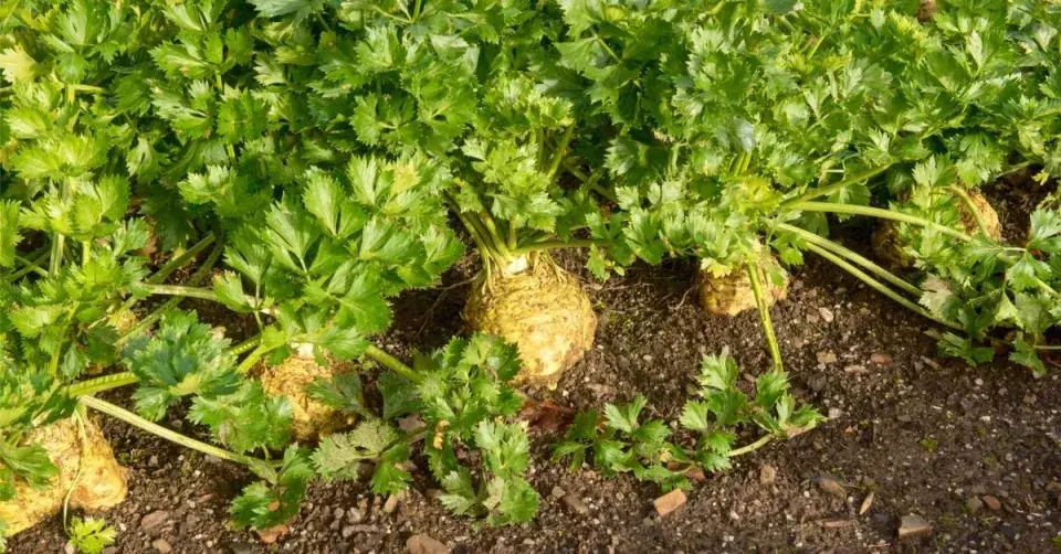 Bulvový celer (Apium graveolens var. rapaceum)