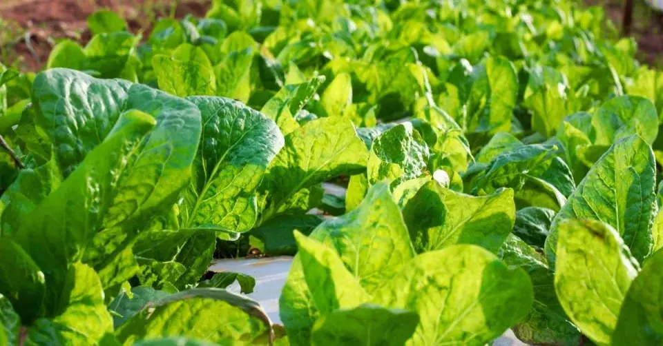 Salátová čekanka (Cichorium intybus var. foliosum)