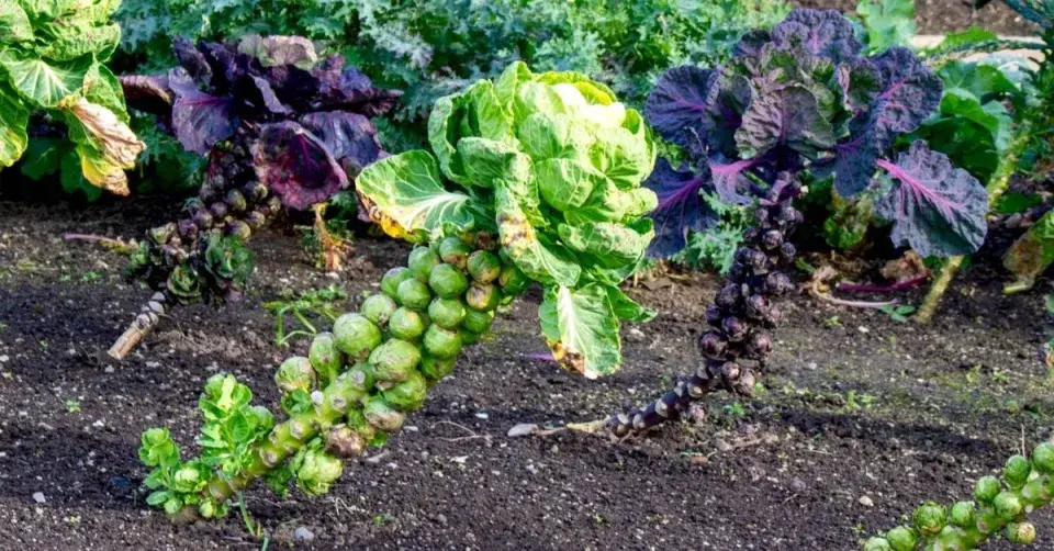 Růžičková kapusta (Brassica oleracea var. gemmifera) 