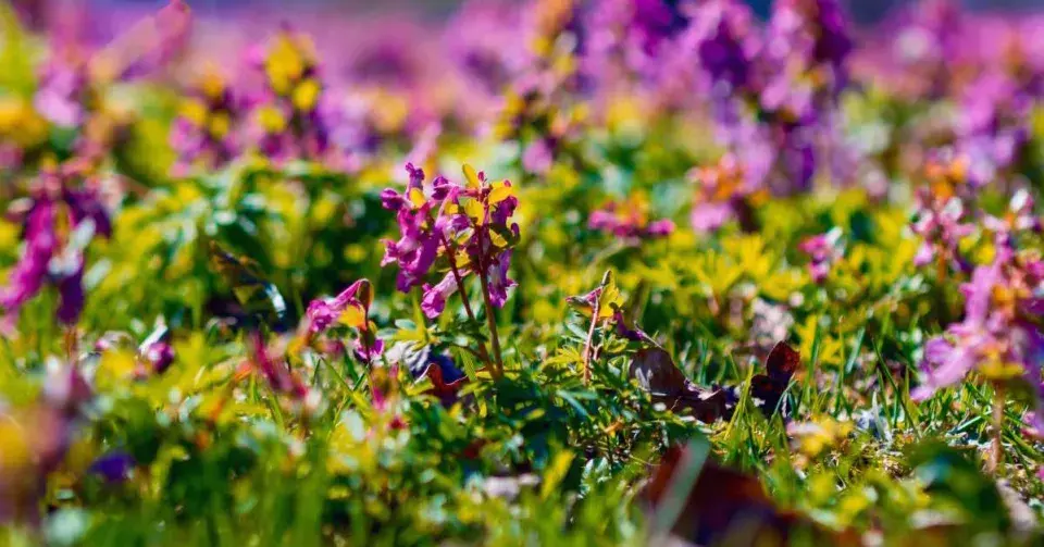 Dymnivka plná (Corydalis solida)