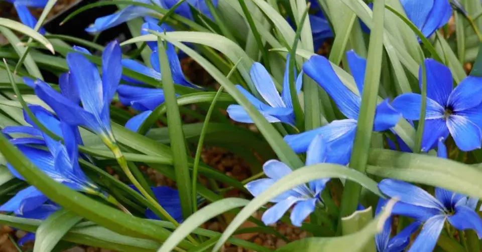 Šafránovec (Tecophilaea cyanocrocus)